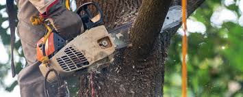 How Our Tree Care Process Works  in  Bangor, ME