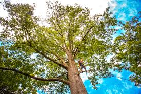 Best Commercial Tree Services  in Bangor, ME
