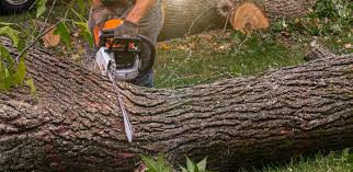 Best Tree Removal  in Bangor, ME