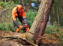 Trusted Bangor, ME Tree Care Experts