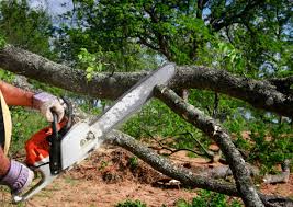 Best Tree Disease Treatment  in Bangor, ME