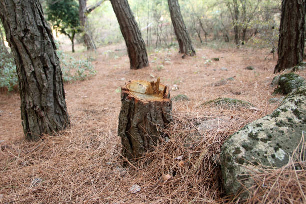 How Our Tree Care Process Works  in  Bangor, ME