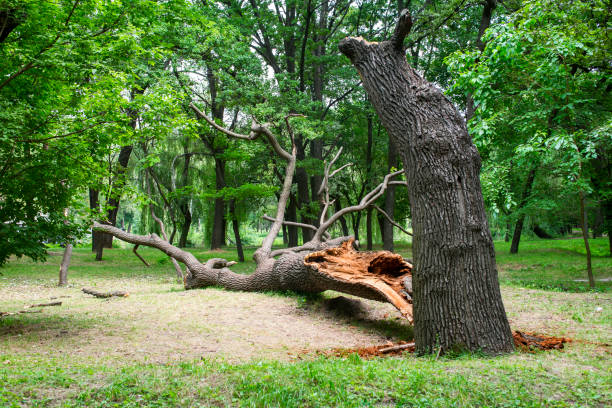 Best Fruit Tree Pruning  in Bangor, ME