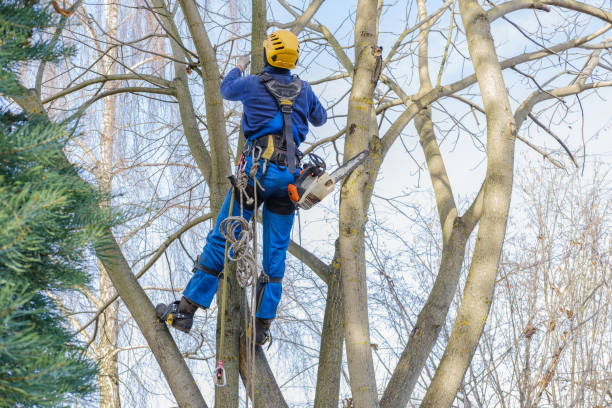 Best Palm Tree Trimming  in Bangor, ME