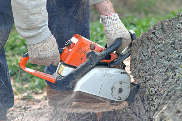 Best Emergency Tree Removal  in Bangor, ME