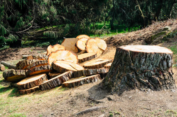 Best Firewood Processing and Delivery  in Bangor, ME